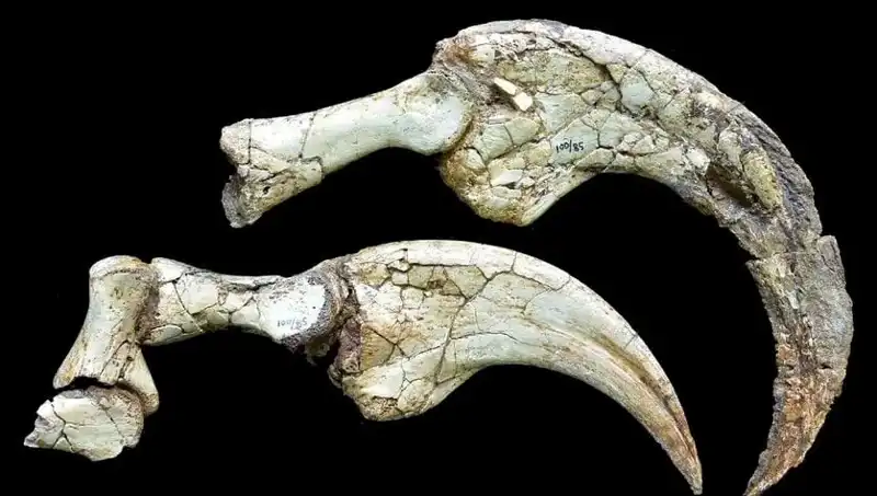 Gobi Çölü'nde Keşfedilen İki Parmaklı Dinozor: Doğa Tarihinin Gizemli Sayfaları