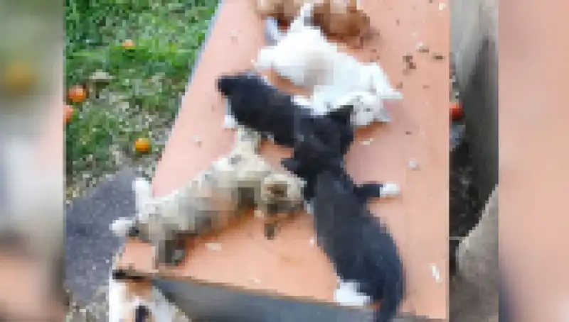 Bursa'da Yavru Kedi Katliamı: Sekiz Kedi Kesici Aletle Öldürüldü!