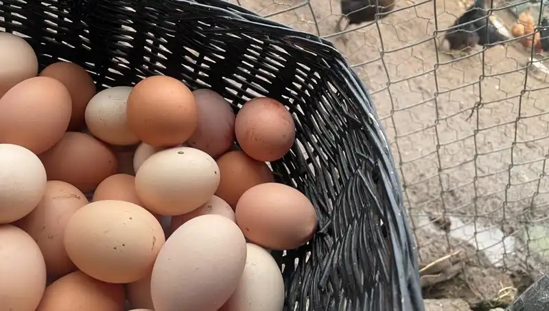 Okullar Başlıyor: Dünyanın En Ucuz Proteini ile Ekonomik Bir Çözüm