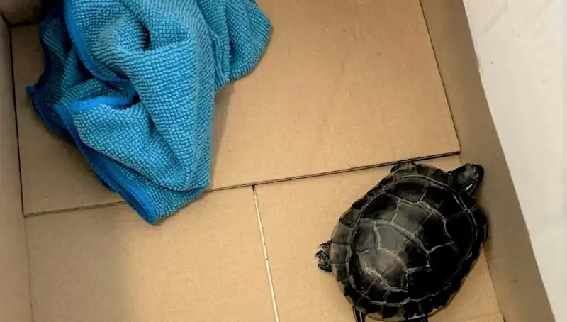 Havalimanında Şaşırtan Olay: Yolcunun Pantolonundan Kaplumbağa Çıktı!