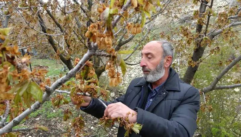 Zirai Don Alarmı: Albastı Kirazı Üreticileri Ciddi Kayıplarla Karşı Karşıya