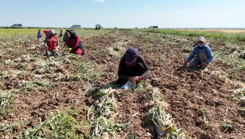 Rusya, Almanya ve İspanya'nın Antibiyotik Üretiminde Yeni Dönem Başladı