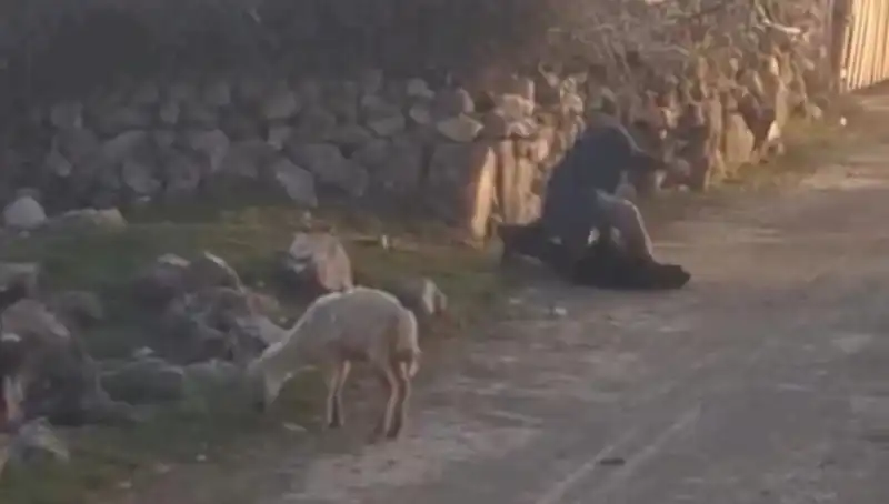 Koyuna Eziyet Eden Şahıs Gözaltına Alındı: Hayvan Hakları İçin Yeni Bir Dönem Mi Başlıyor?