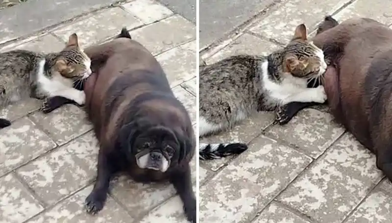 Erzurum Sokaklarında Görülen Sıra Dışı An: Bir Köpeğin Kediyi Emzirmesi