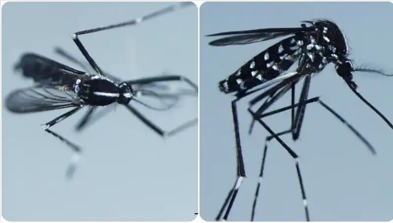 Chikungunya Virüsü: Dikkat! Belirtileri ve Etkilediği Ülkeler